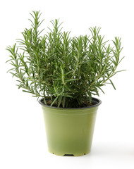 Rosmarin im Blumentopf