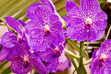 Bunch of purple and white orchid flowers
