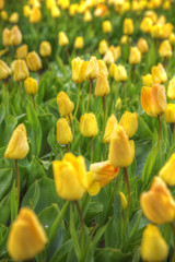 Obraz premium yellow tulips