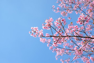 sakura or cherry blossom flowers full blooming with blue sky background as can see in Japan and now on Thailand