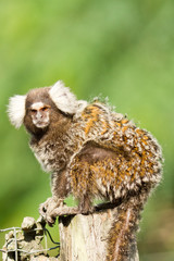 White ears marmoset with green background in Parati, Rio de Janeiro, Brasil