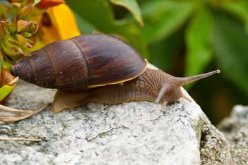 Snail on stone surrounded by leaves in Arraial do Cabo, Rio de Janeiro, Brazil