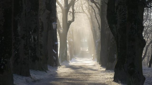 Park walkway winter morning with a rays of sun throw the tree banches