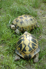 Turtles