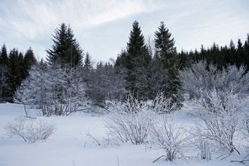 winter landscape- forest with frost