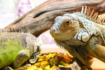 Two green iguanas (Iguana iguana) eating vegetables, close-up photo
