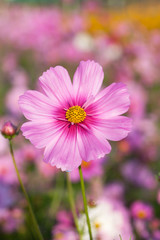Fototapeta premium Cosmos flowers blooming in the garden. Winter season.