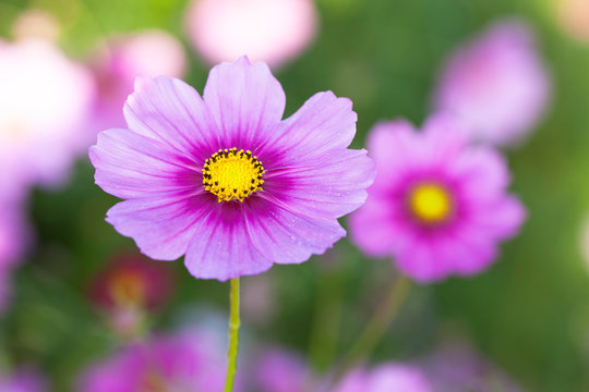 Cosmos flowers blooming in the garden. Winter season.