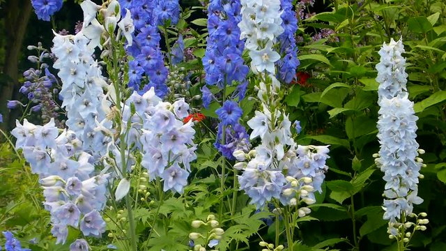 Rittersporn im Garten