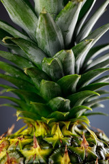 Close-up of pineapple head and leaves side view