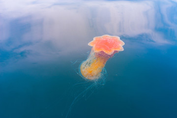 Jellyfish mating