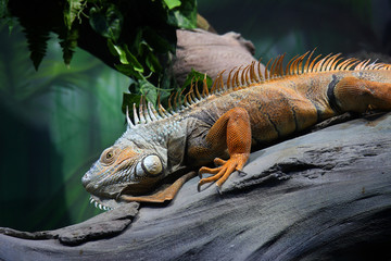 Iguana