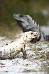 Iguanas, white black and grey hanging out