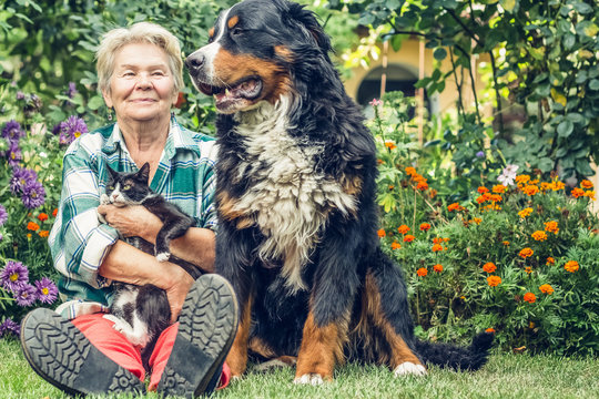 Family. Grandmother sitting in the garden with a cat in his hands and sitting next Mountain Dog. Grandma smiled sweetly dog. Overall plan.