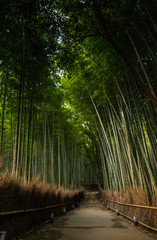 Bamboo forest, Japan
