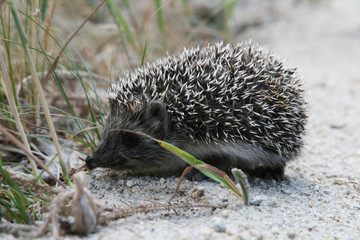 hedgehog