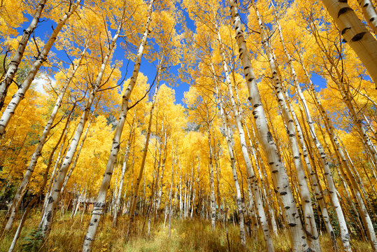 Aspen tree Fall foliage color in Colorado