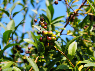 Ligustrum vulgare - wild privet - berries closeup  
