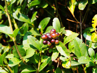 Ligustrum vulgare - wild privet - berries closeup  