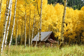Aspen tree Fall foliage color in Colorado