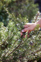 buisson et branches de romarin