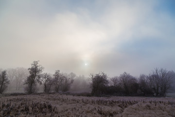 Bäume im Nebel. Winterlandschaft.
