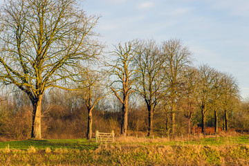Obraz premium Row of leafless trees in low afternoon sunlight