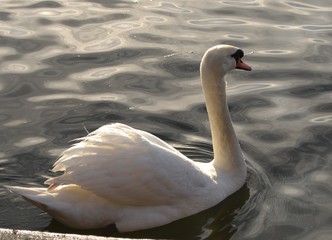 swan 