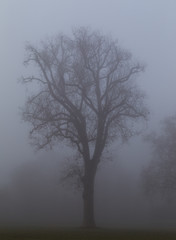 Fototapeta na wymiar Bäume im Nebel. Winterlandschaft.