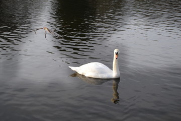 swan on a lake 