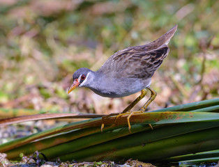 Aves,Beautiful bird,Crake,Nature,Ornithology,Pool,Porzana cinerea,Poultry,Rallidae,Thailand,Water bird,Wetland,animal,bird,brown bird,close up,colorful bird,lagoon,outdoor,pond,waterfowl,wildlife,prow
