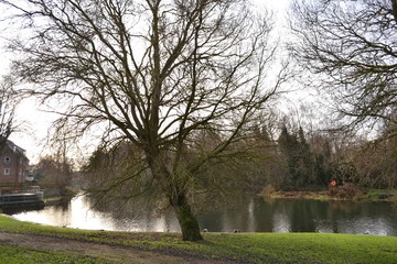 Obraz premium park lake trees winter scene