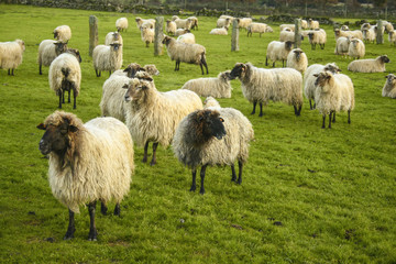 Fototapeta premium Sheeps feeding on field.