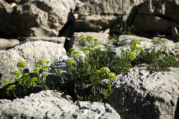 Agrimony - authentic dalmatian vegetation