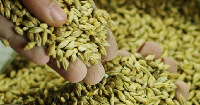 toasted barley malt to make dark and light beer. concept of nature and creation of natural products such as beer and fresh hops. organic and natural malt for brewmaster