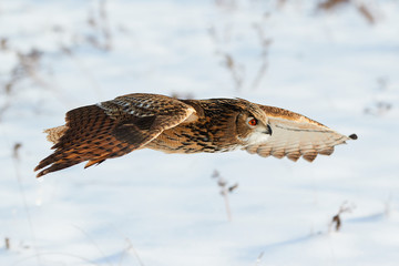 Eagle Owl in flight