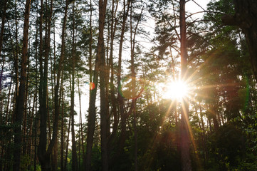 rays of the setting sun in a pine forest
