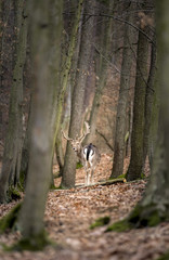 Fallow deer in the forest, obora Holedna, Brno, Czech Republic