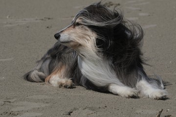 Bearded Collie am Strand