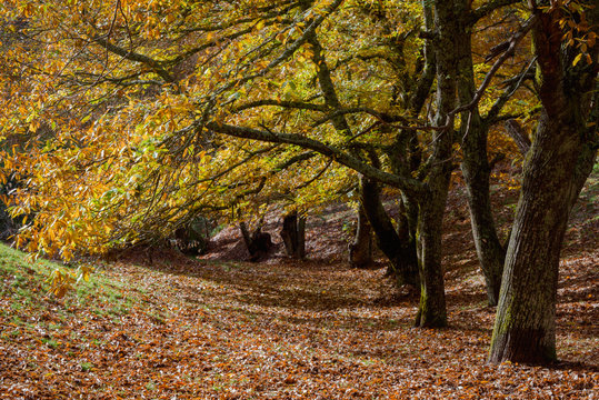 Fototapeta Forest of chestnuts in autumn