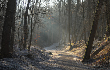 Winterlicher Waldweg
