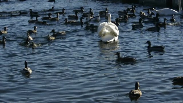 germani reali in cerca di cibo