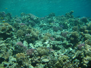 Fototapeta na wymiar Korallenlandschaft