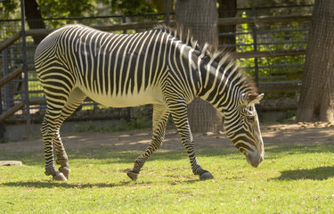 Fototapeta na wymiar African zebra