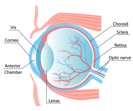 Human eye structure scheme medical vector illustration