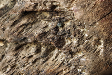 Part of the old worm-eaten wood