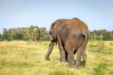 Fototapeta premium African elephant