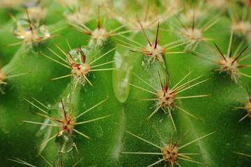 Cactus