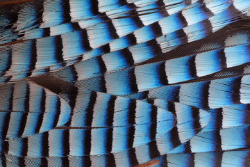 Eurasian Jay blue striped feathers closeup © Tatyana