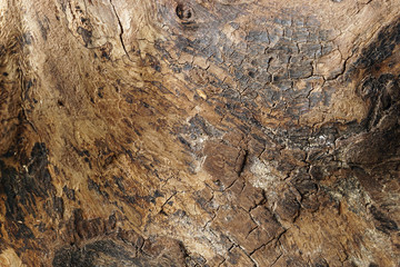 Part of the old worm-eaten wood